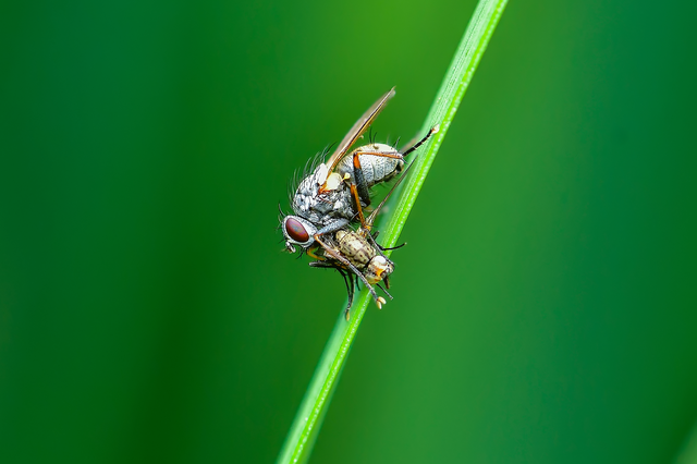 Muscidae - igazi legyek