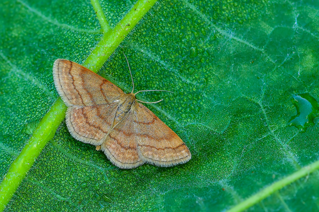 Scopula rubiginata - réti pirosaraszoló Scopula rubiginata - réti pirosaraszoló