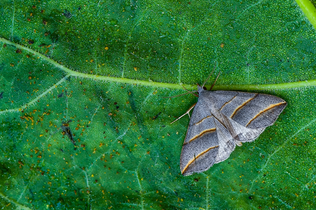 Colobochyla salicalis - háromsávos törpebagoly
