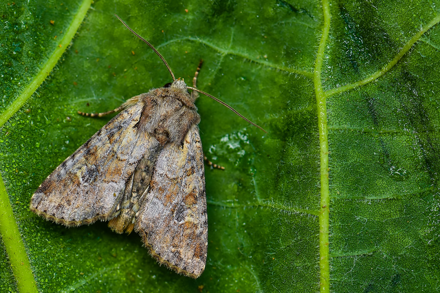 Apamea sordens - kalászrágó dudvabagoly