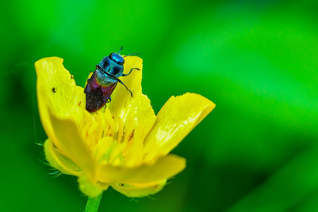 Anthaxia salicis - bíboros virágdíszbogár