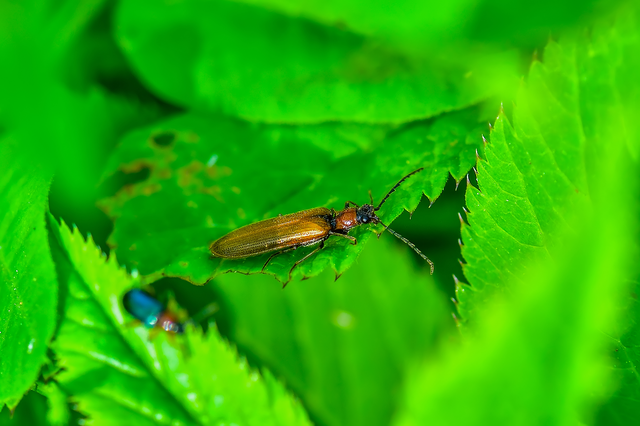 Denticollis linearis - dülledtszemű pattanó
