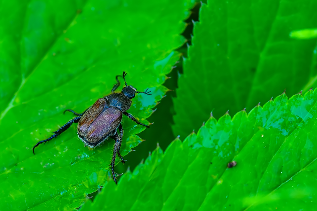 Hoplia praticola - réti virágcserebogár