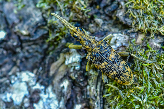 Rhagium sycophanta - tölgyes-tövisescincér