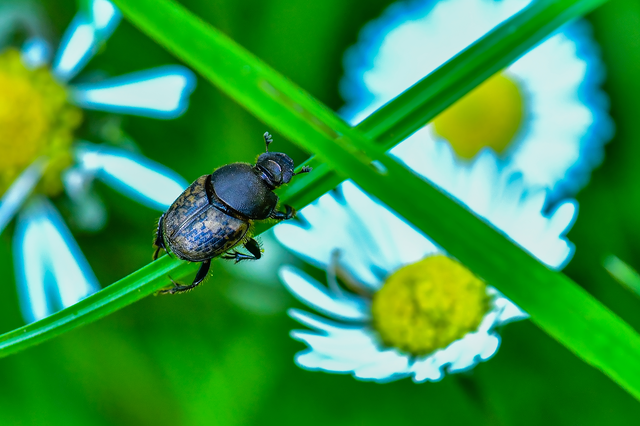 Onthophagus fracticornis - bronzos trágyatúró