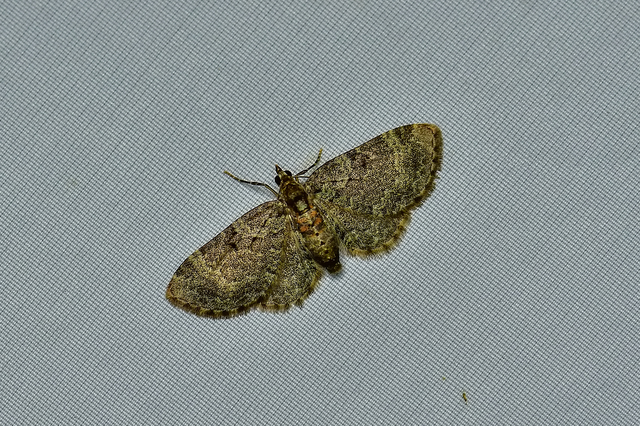 Pasiphila chloerata - hamvas törpearaszoló