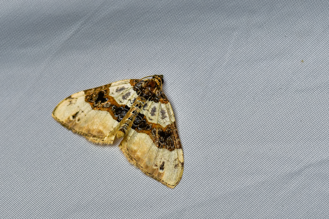 Cosmorhoe ocellata - szemes galajaraszoló