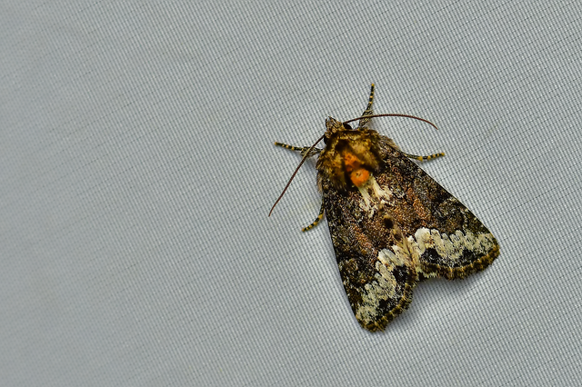 Oligia strigilis - kormos dudvabagoly