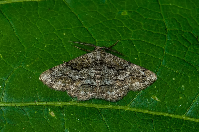 Synopsia sociaria - ürömaraszoló
