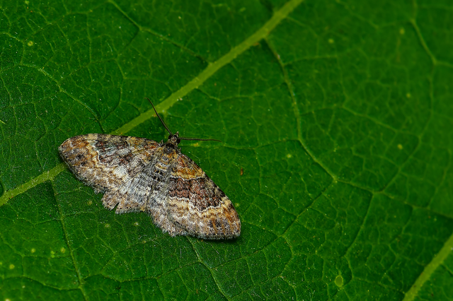 Xanthorhoe spadicearia - sávos tarkaaraszoló