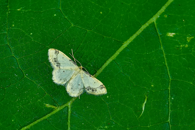 Idaea trigeminata - csúcsfoltos apróaraszoló