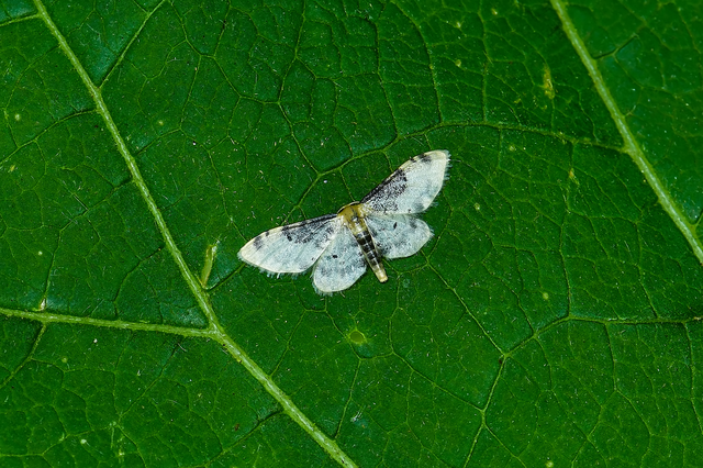 Idaea filicata - sötéttövű apróaraszoló