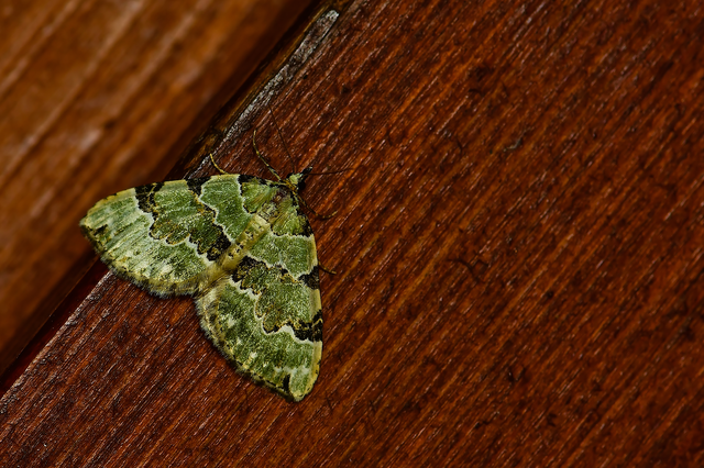 Colostygia pectinataria - zöld levélaraszoló