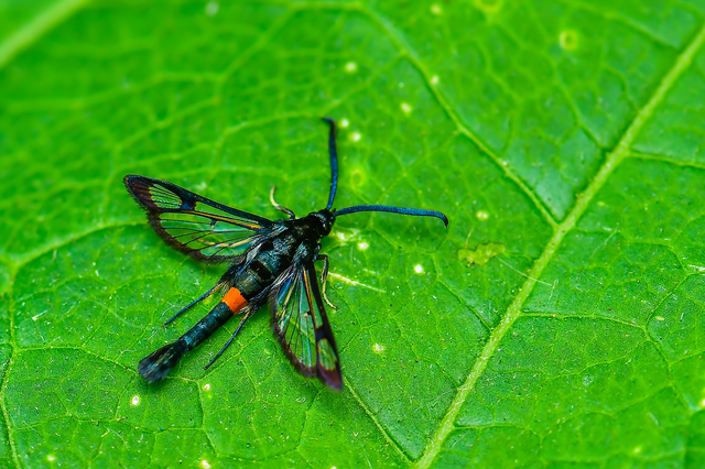 Sesiidae - szitkárfélék