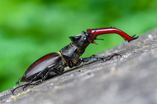 Lucanus cervus - nagy szarvasbogár
