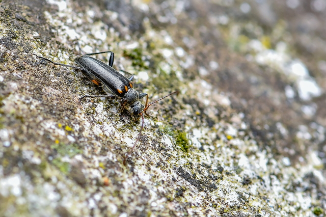 Cortodera humeralis - négyfoltos cserjecincér