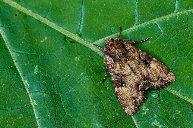 Apamea epomidion - vörösbarna dudvabagoly