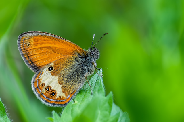 Coenonympha arcania - fehéröves szénalepke
