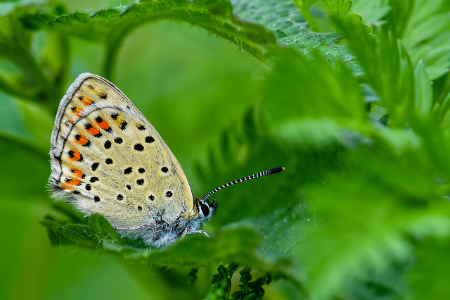 Lycaena tityrus - barna tűzlepke