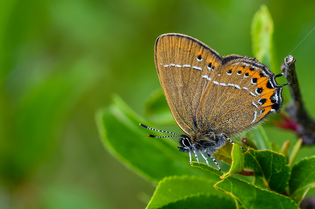 Satyrium pruni - szilvafa-csücsköslepke