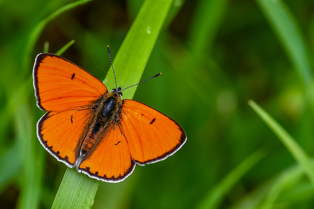 Lycaena dispar rutilus - nagy tűzlepke