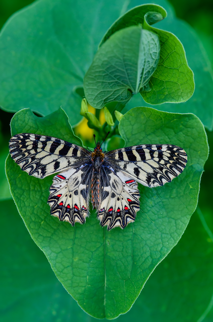 Zerynthia polyxena - farkasalmalepke