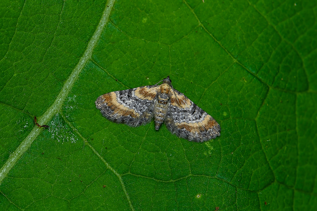 Eupithecia pyreneata - vörössávos törpearaszoló