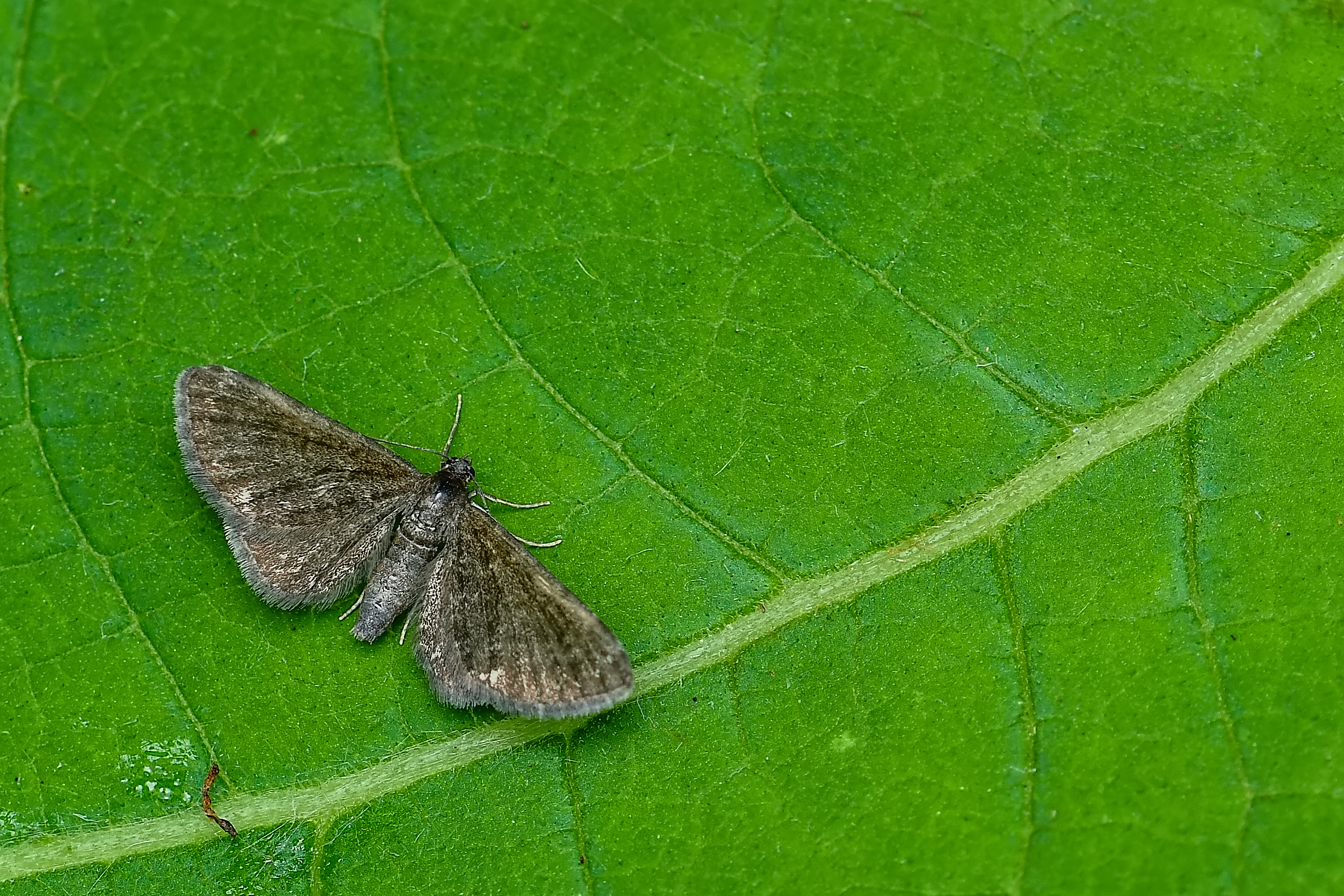 Eupithecia pygmaeata - apró törpearaszoló
