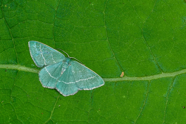 Chlorissa viridata - üdezöld araszoló