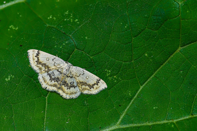 Cyclophora annularia - gyűrűs pettyesaraszoló