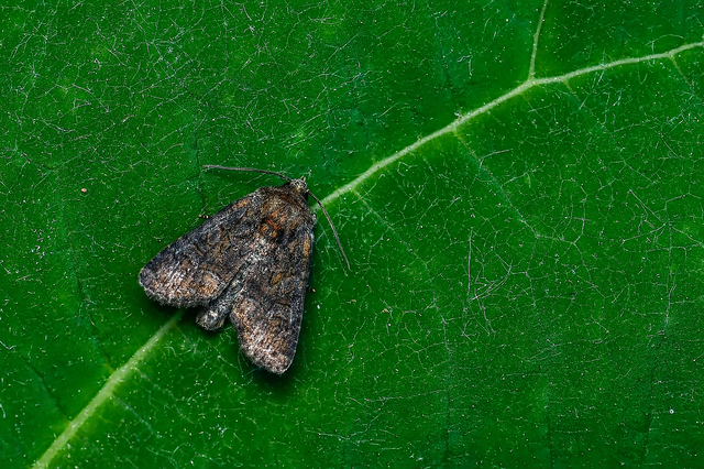 Oligia strigilis/latruncula/versicolor