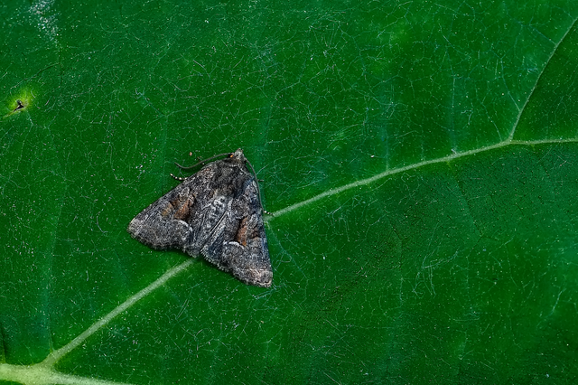 Oligia strigilis/latruncula/versicolor