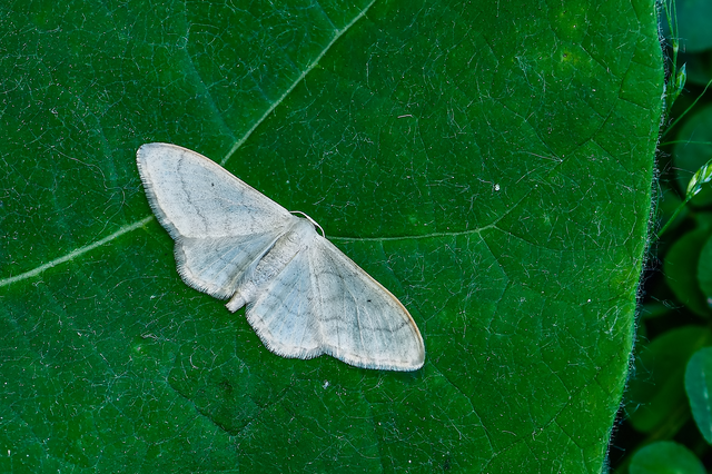 Idaea straminata - szalmasárga sávosaraszoló