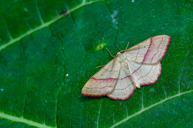 Rhodostrophia vibicaria - pirosszélű araszoló
