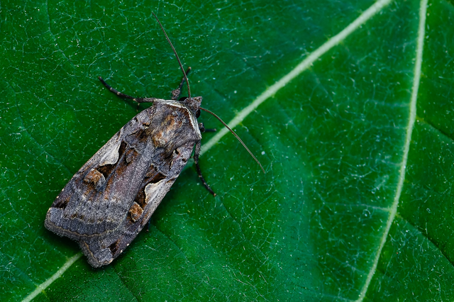 Xestia c-nigrum - c-betűs fűbagoly