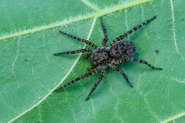 Arctosa maculata