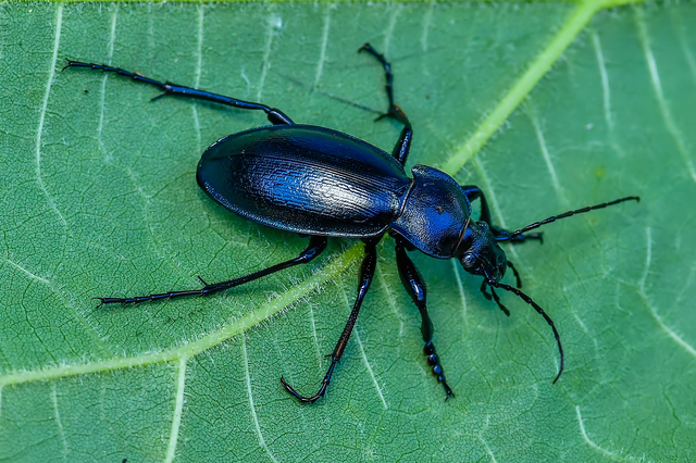 Carabus scheidleri - változó futrinka