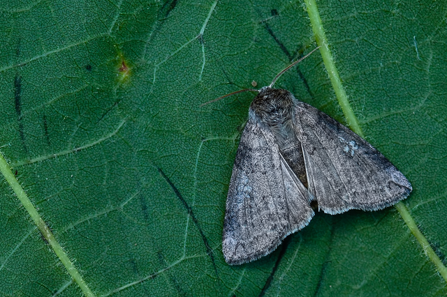Tethea or - bélyeges pihésszövő