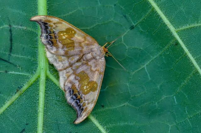 Sabra harpagula - hársfa-sarlósszövő