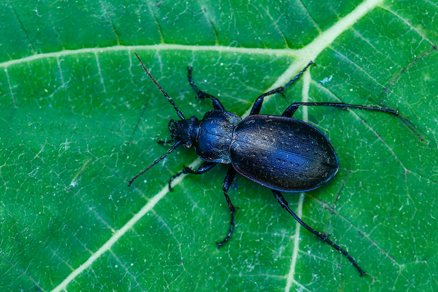 Carabus nemoralis - ligeti futrinka