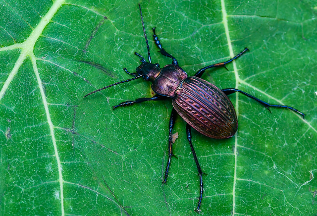Carabus ulrichii - rezes futrinka Carabus ulrichii - rezes futrinka