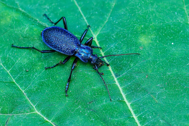 Carabus intricatus - kék laposfutrinka