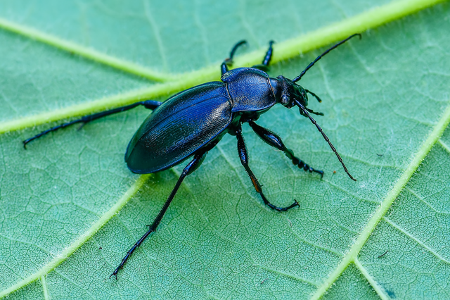 Carabus scheidleri - változó futrinka
