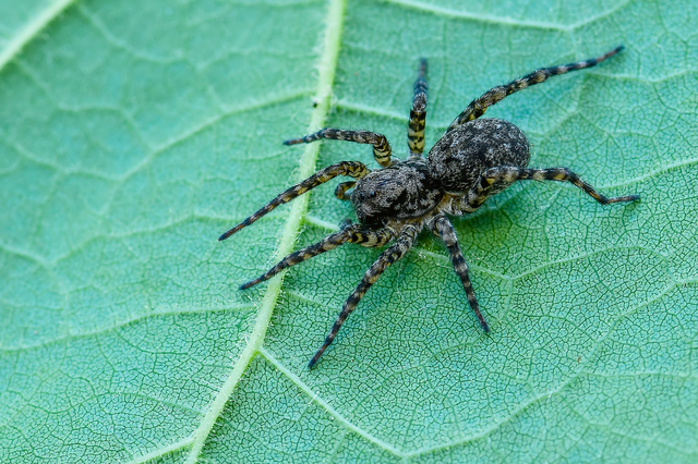 Arctosa maculata