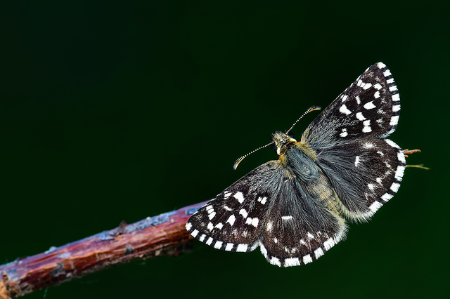 Pyrgus malvae - kis busalepke