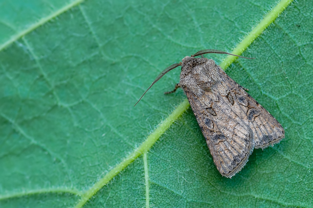 Agrotis segetum - vetési földibagoly