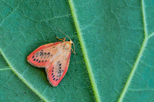 Miltochrista miniata - piros medvelepke
