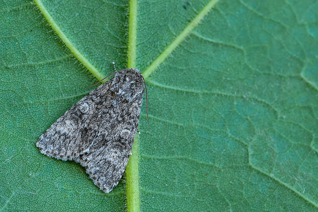Acronicta megacephala - nagyfejű szigonyosbagoly