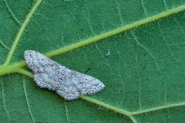 Idaea seriata - szürke apróaraszoló