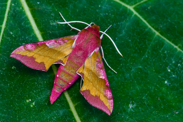 Deilephila porcellus - piros szender
